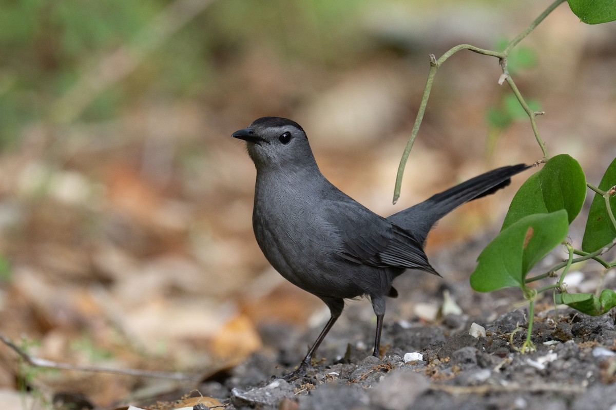 Gray Catbird - ML617191057