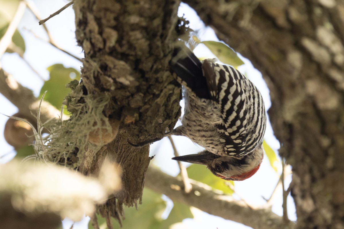 Ladder-backed Woodpecker - ML617191062
