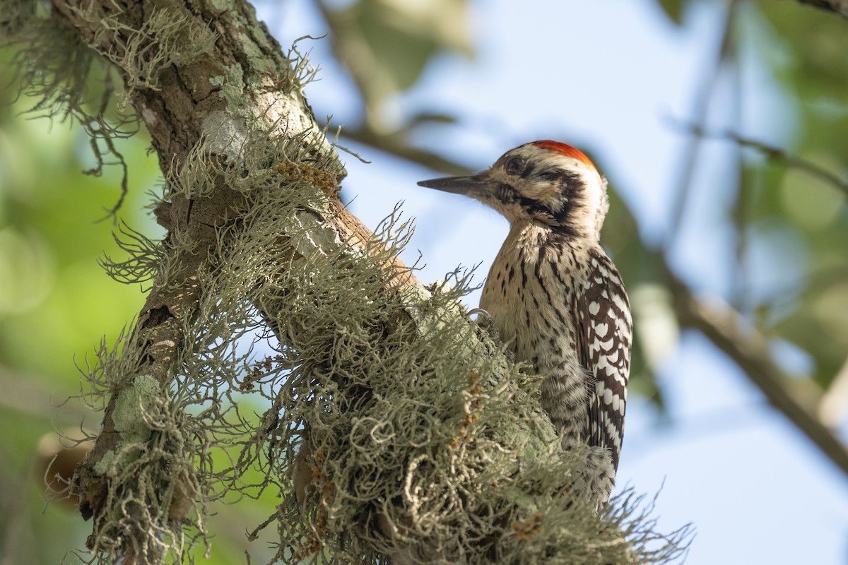 Ladder-backed Woodpecker - ML617191063