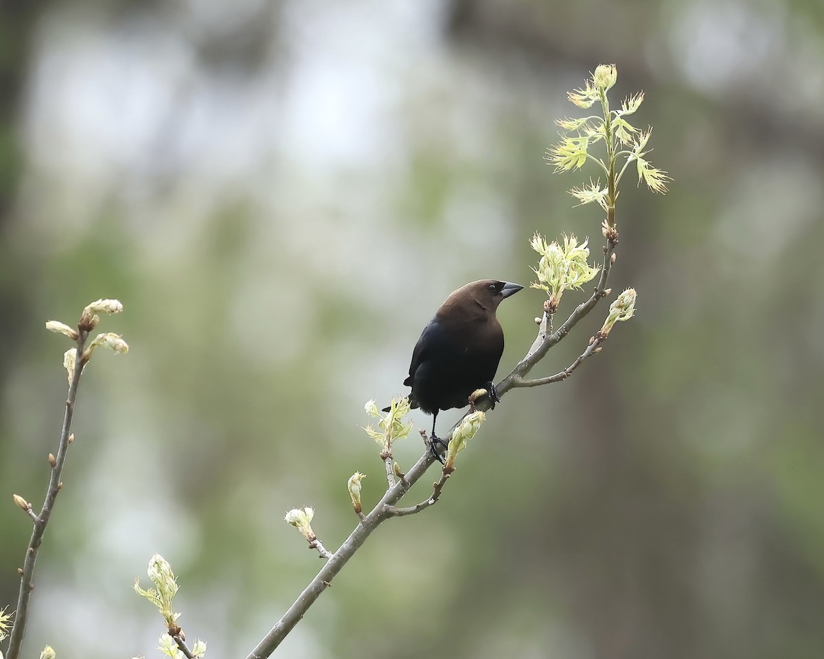 Brown-headed Cowbird - ML617191065