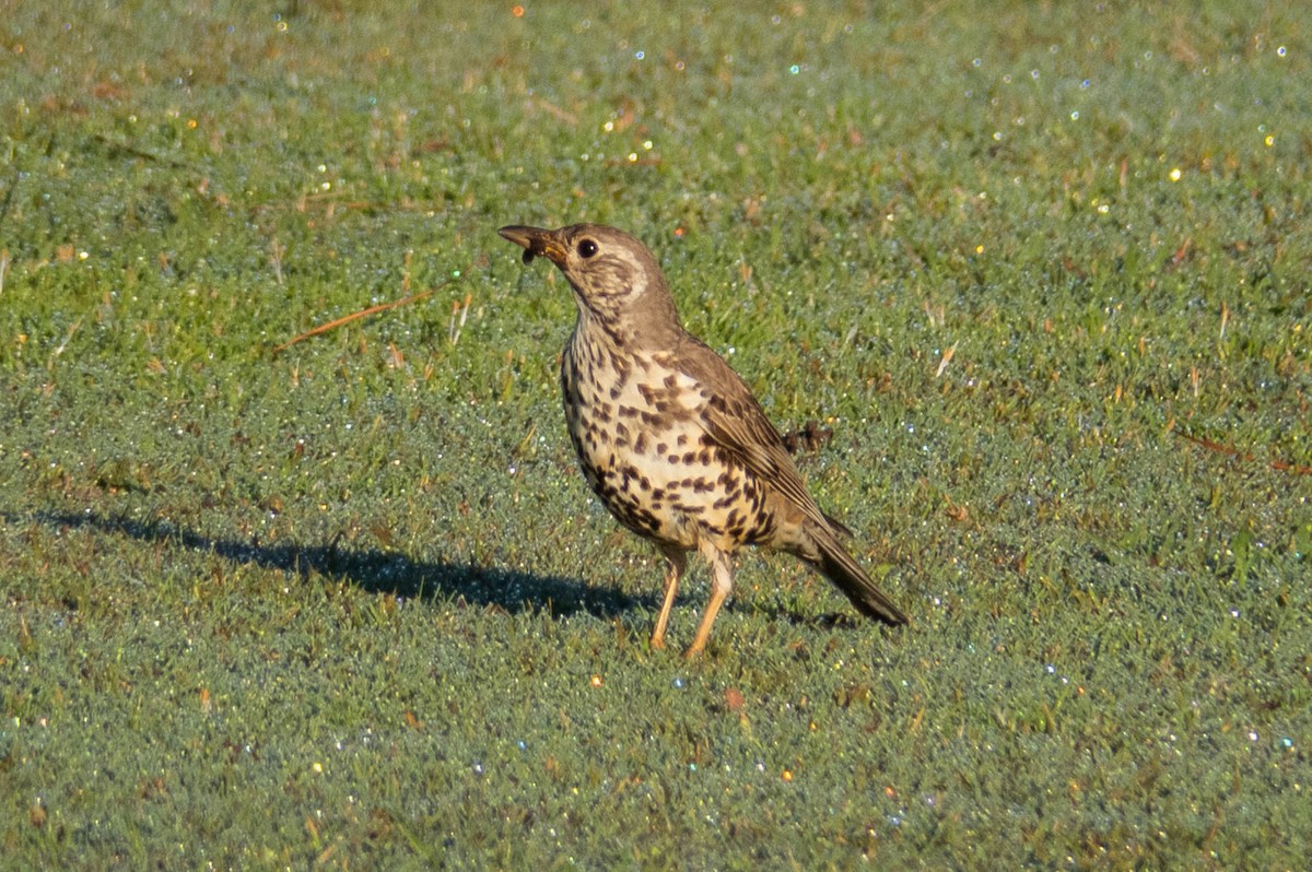 Mistle Thrush - ML617191069