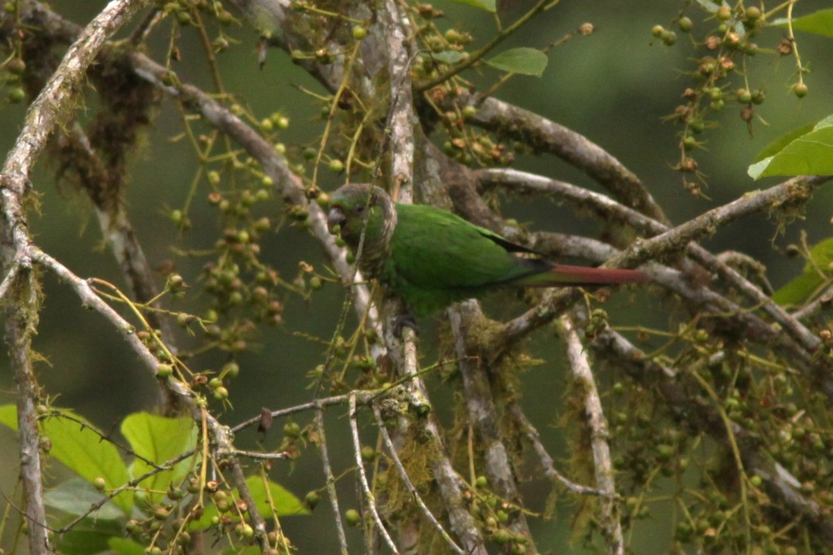 Maroon-tailed Parakeet - Brad Benter