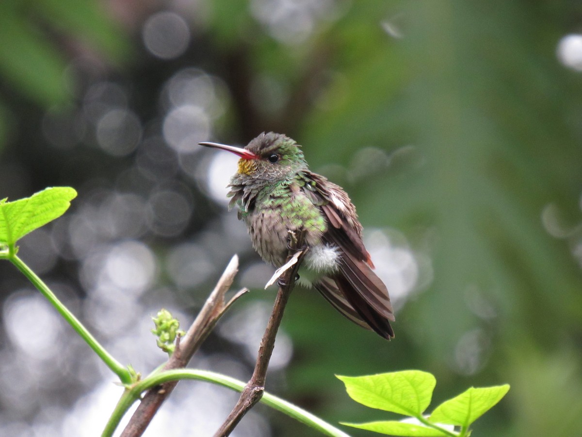 Rufous-tailed Hummingbird - ML617191169