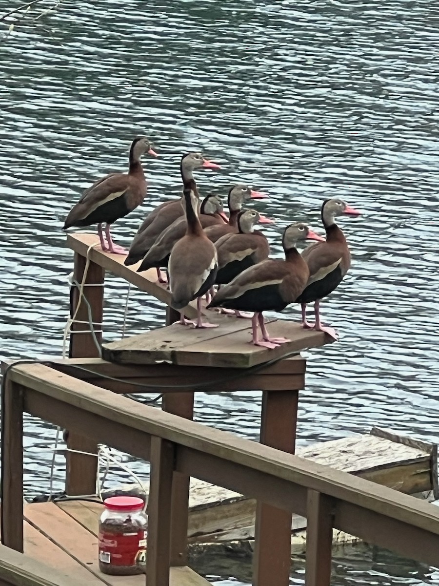 Black-bellied Whistling-Duck - Melanie Rich