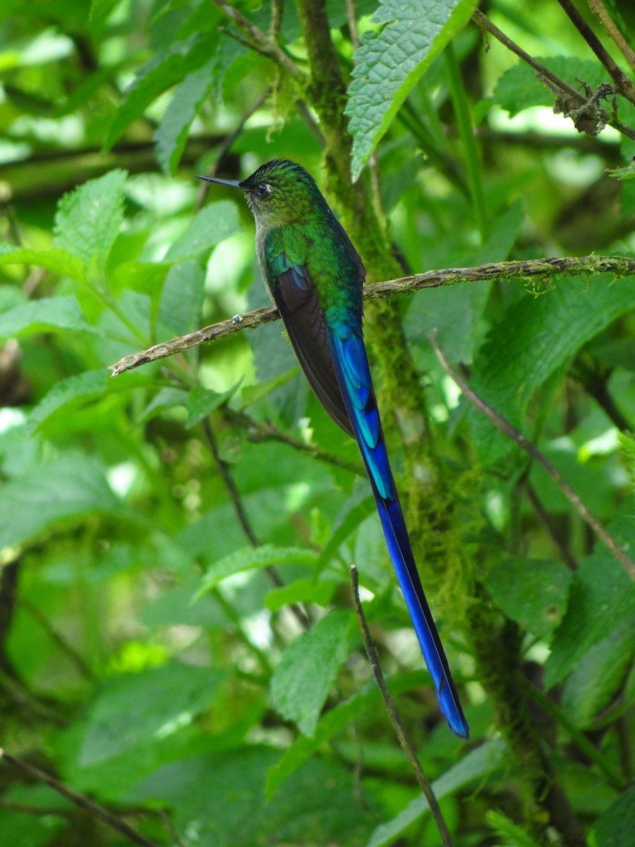 Violet-tailed Sylph - ML617191211
