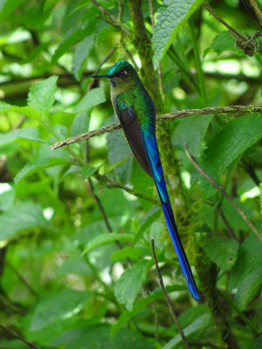 Violet-tailed Sylph - ML617191212