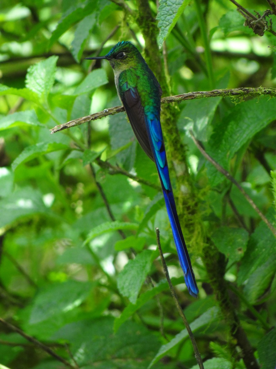 Violet-tailed Sylph - ML617191213