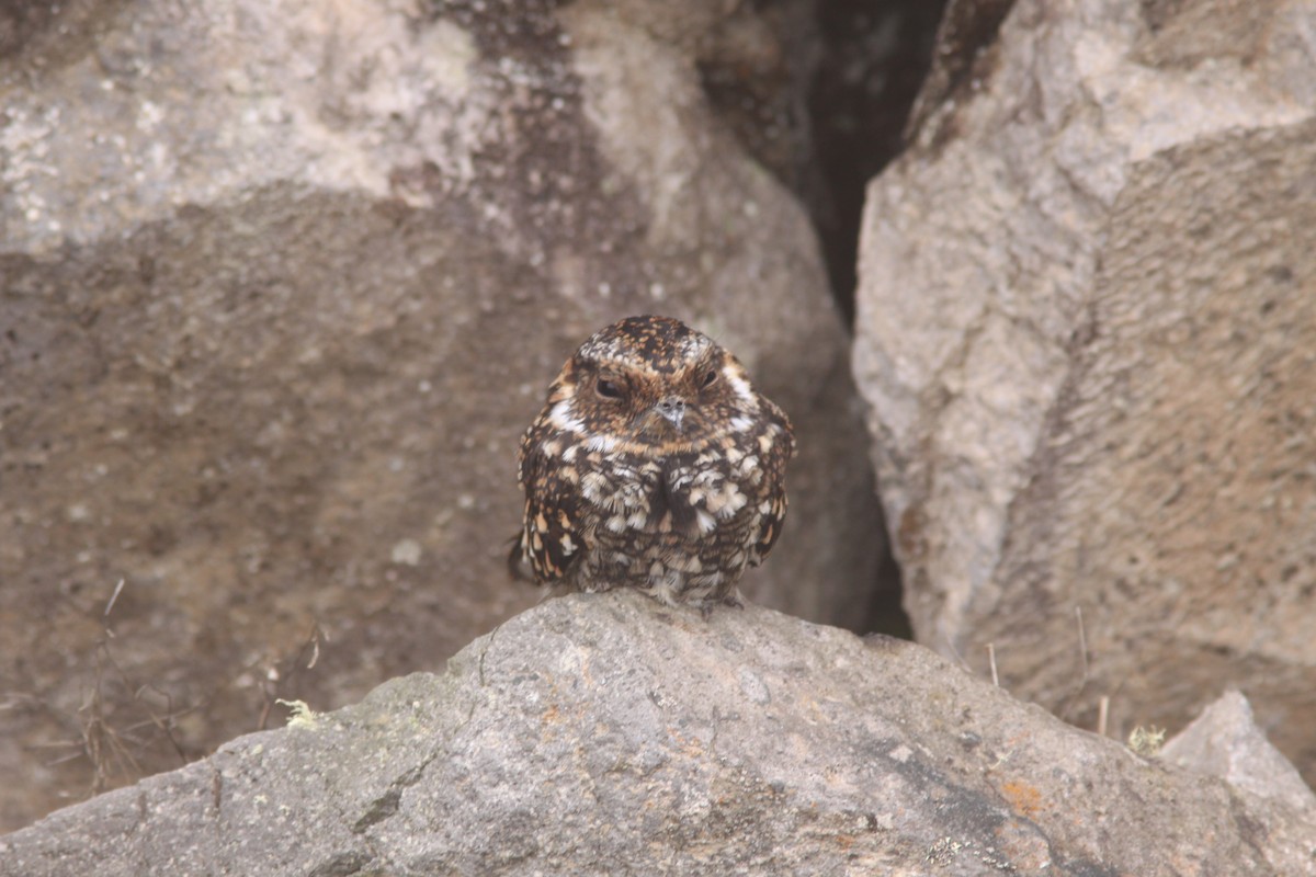 Band-winged Nightjar - ML617191215