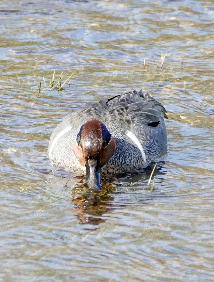 Green-winged Teal - ML617191230