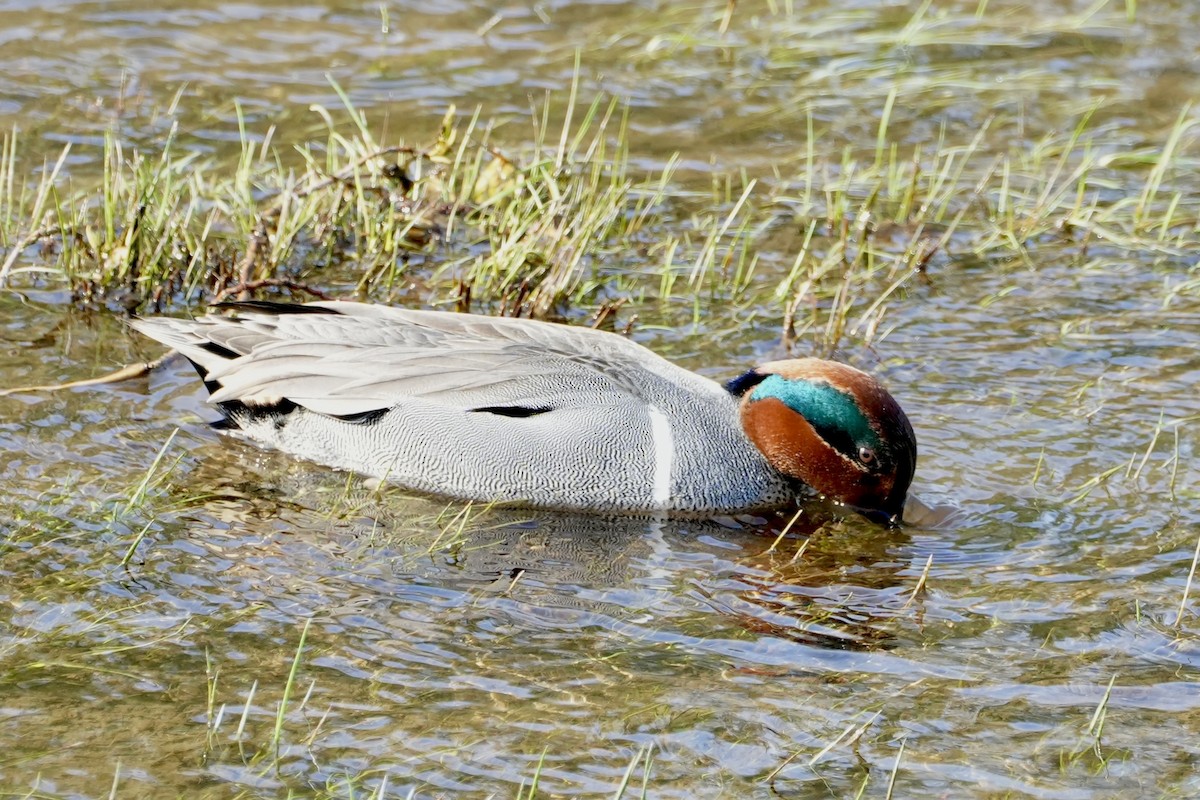 Green-winged Teal - ML617191231