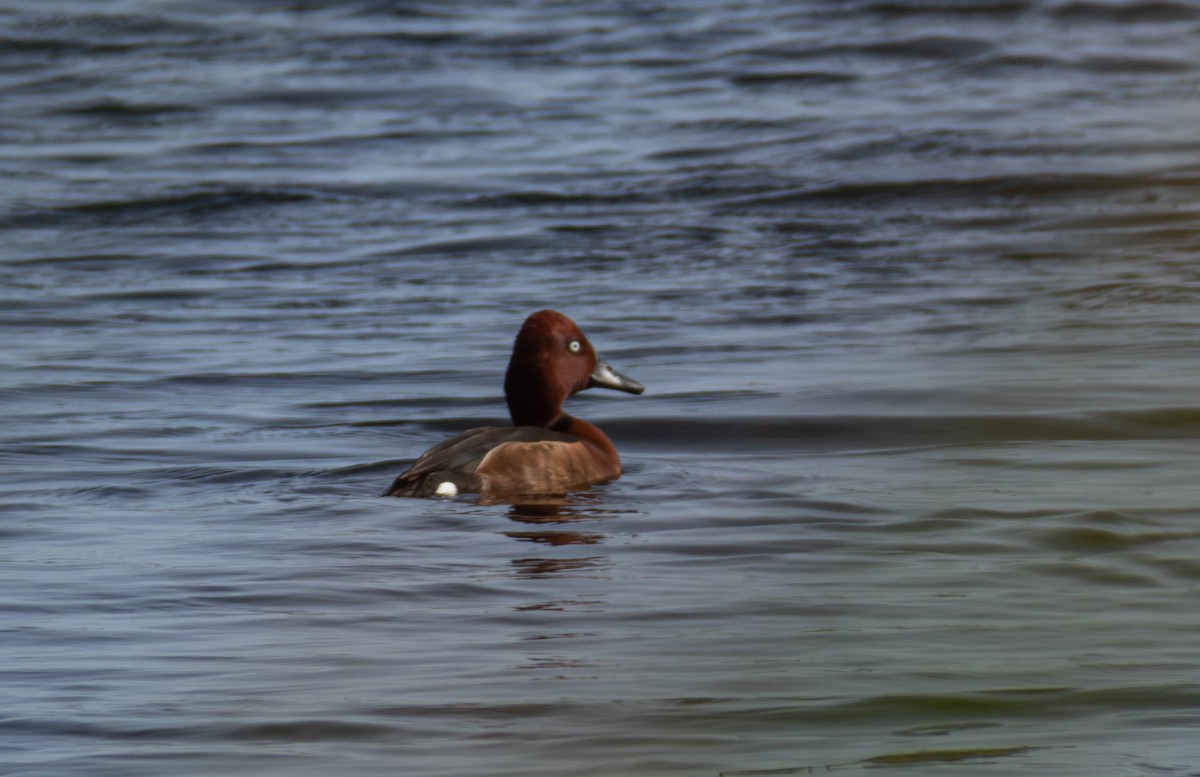 Ferruginous Duck - ML617191252