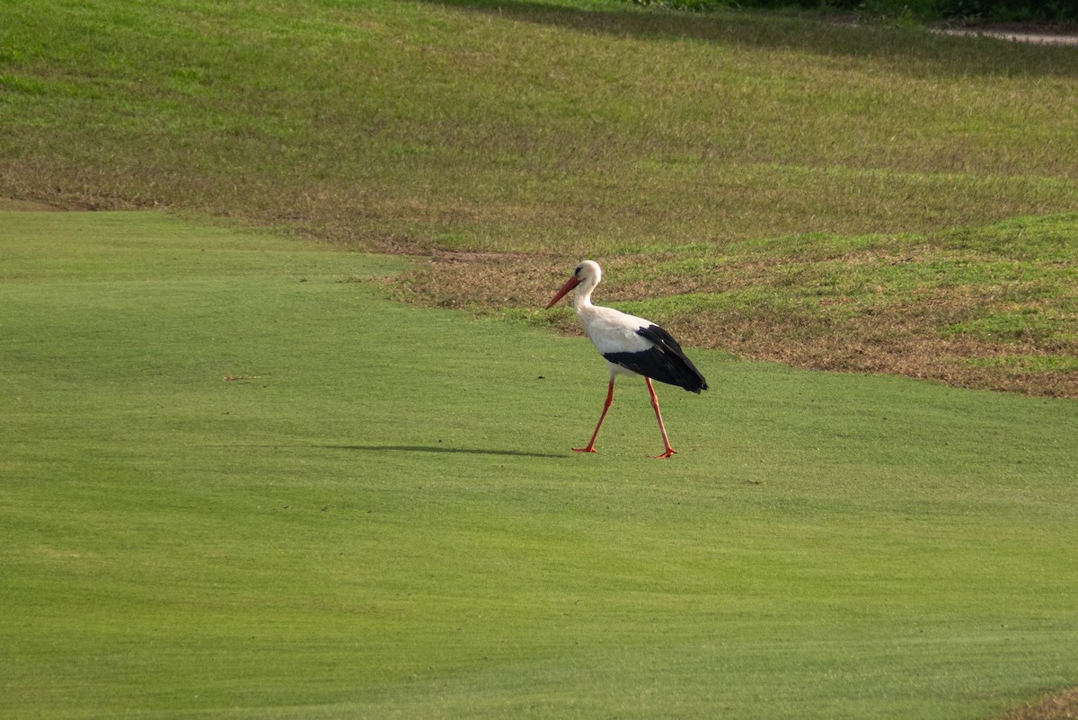 White Stork - Pasi Hyvönen