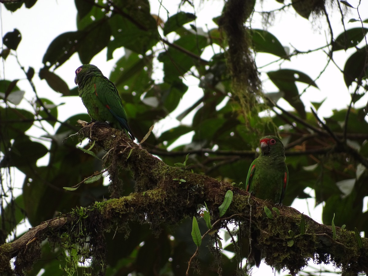 El Oro Parakeet - Francisco Sornoza