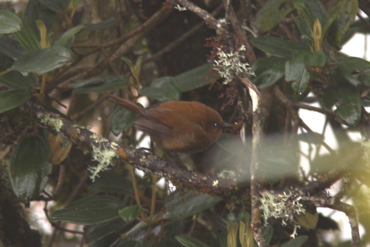 Rufous Wren - ML617191290