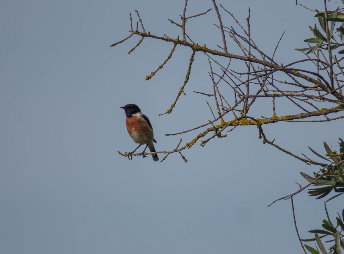 European Stonechat - ML617191301