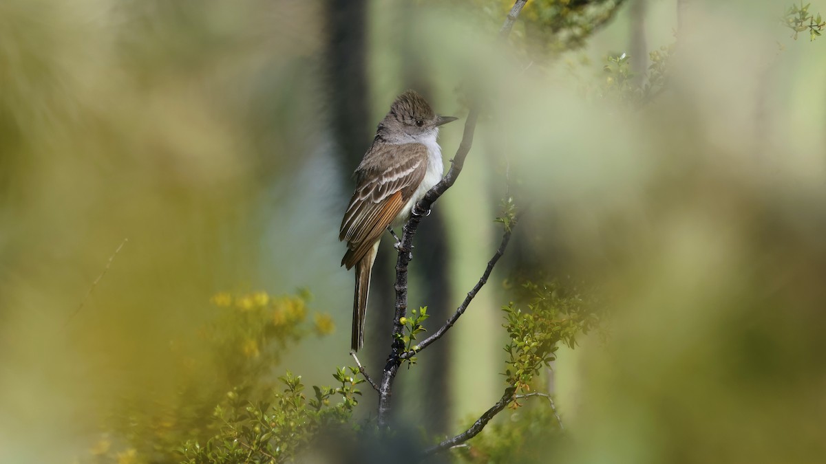 Ash-throated Flycatcher - ML617191305