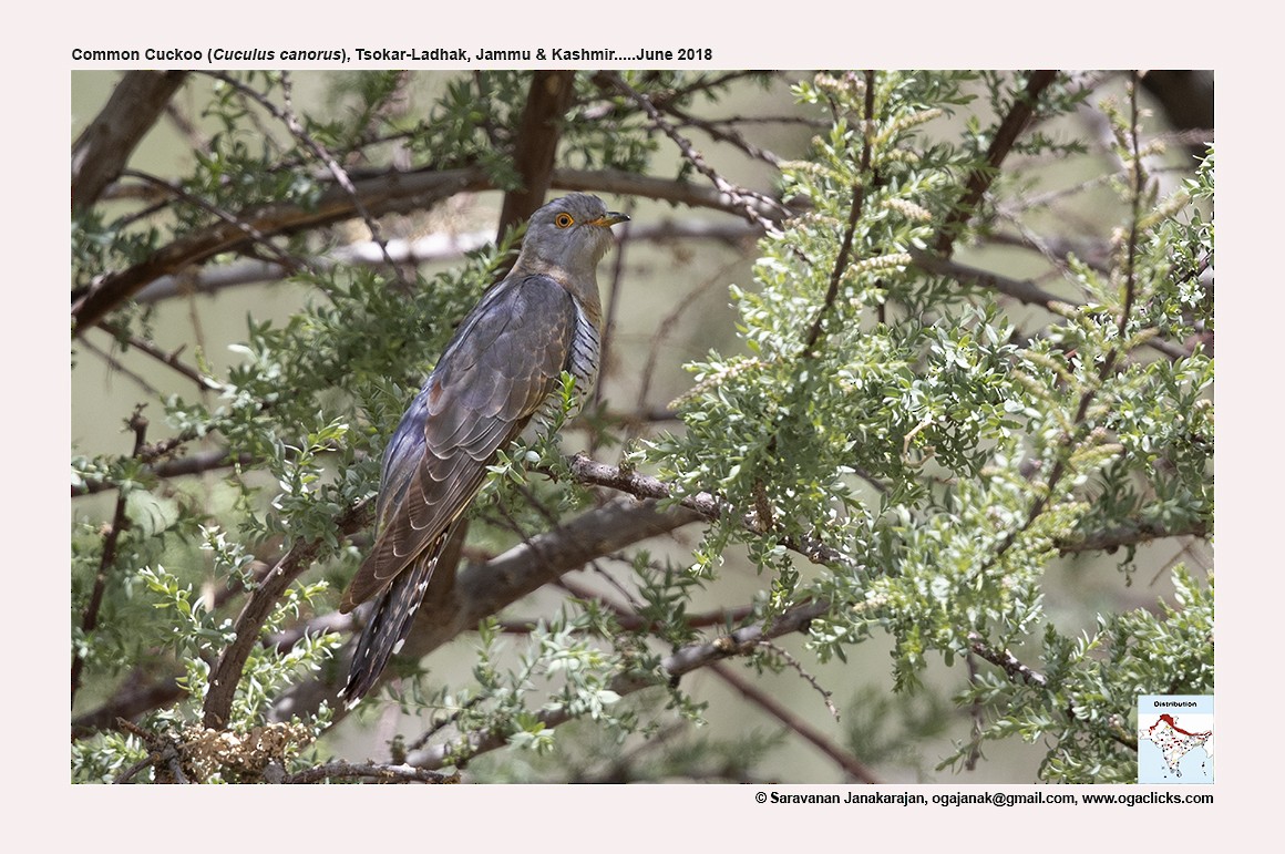 Common Cuckoo - ML617191347