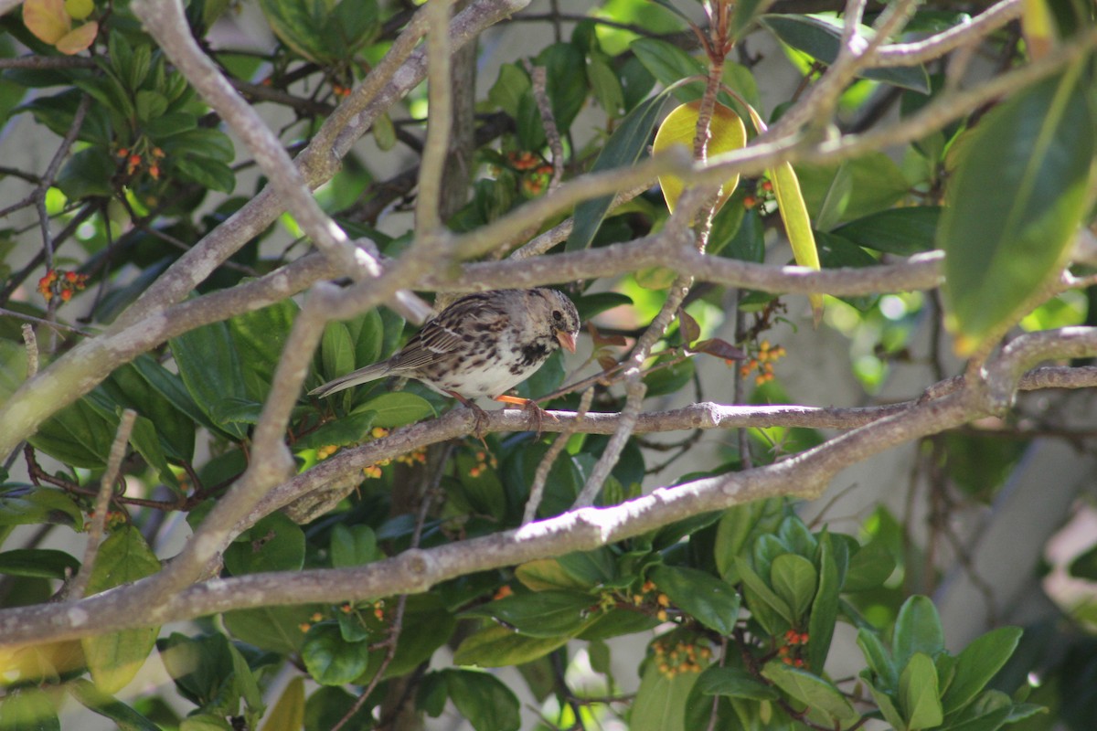 Harris's Sparrow - ML617191405