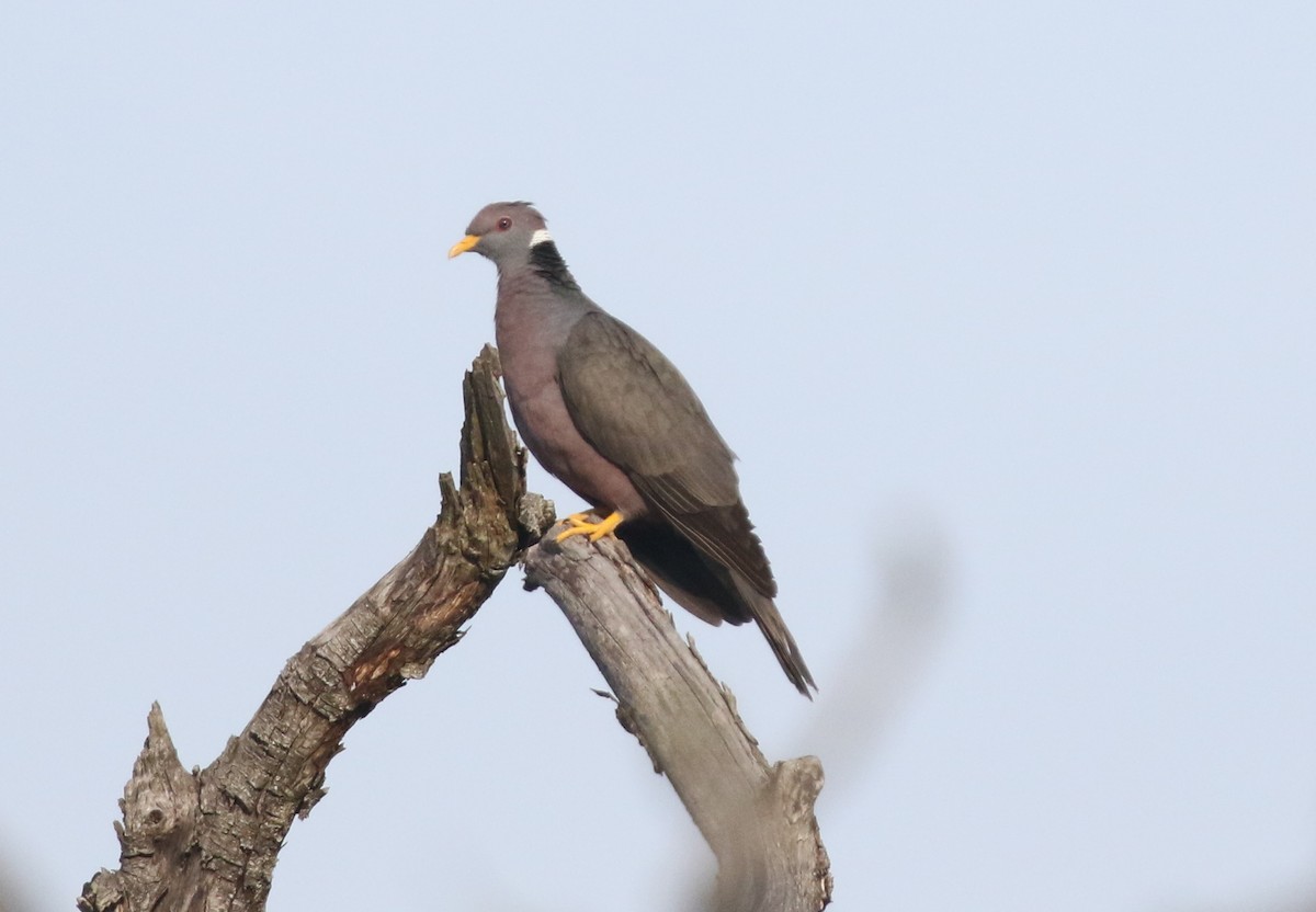 Band-tailed Pigeon - ML617191411