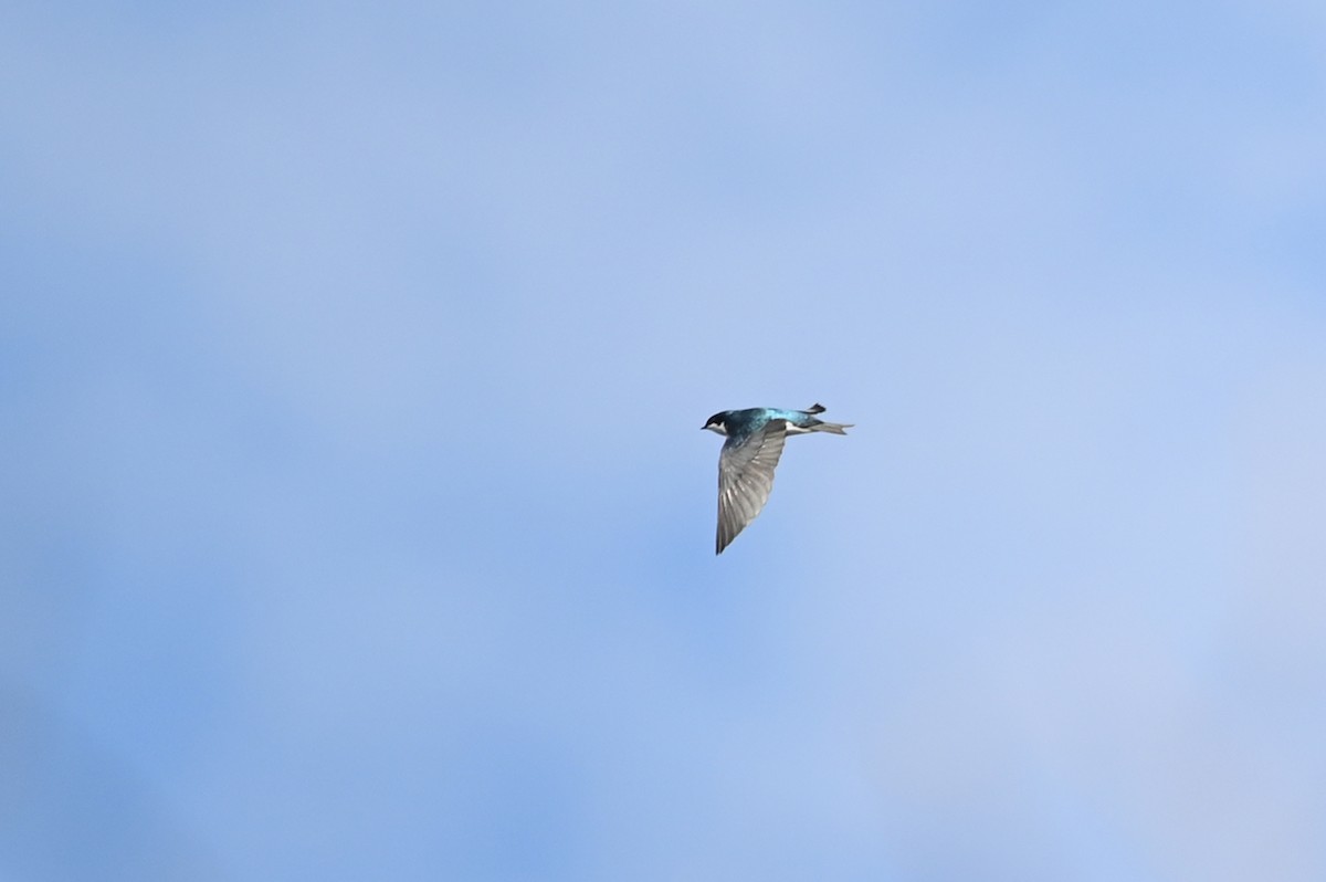 Golondrina Bicolor - ML617191413