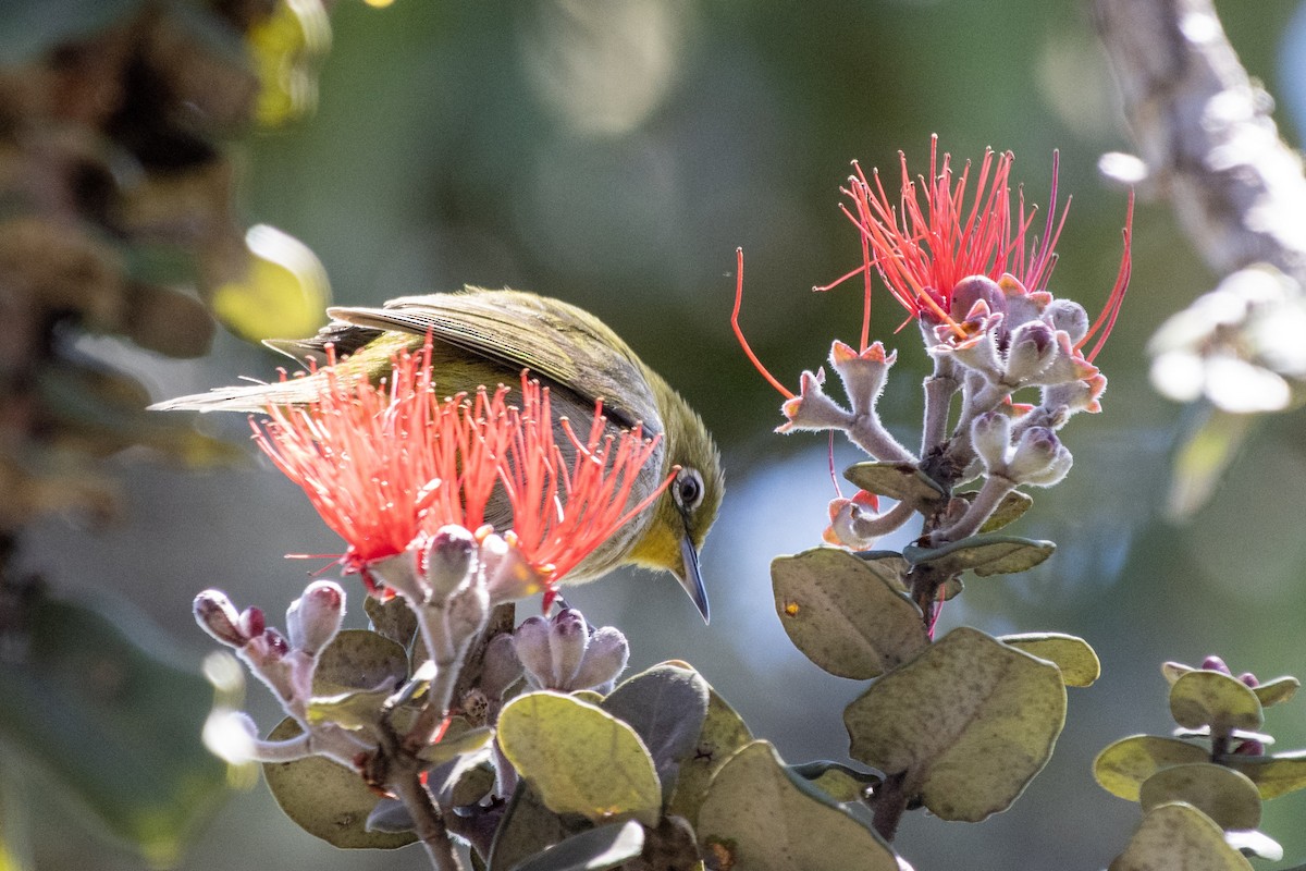 Warbling White-eye - Kevin Kadooka