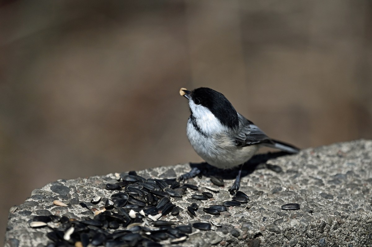 Mésange à tête noire - ML617191425