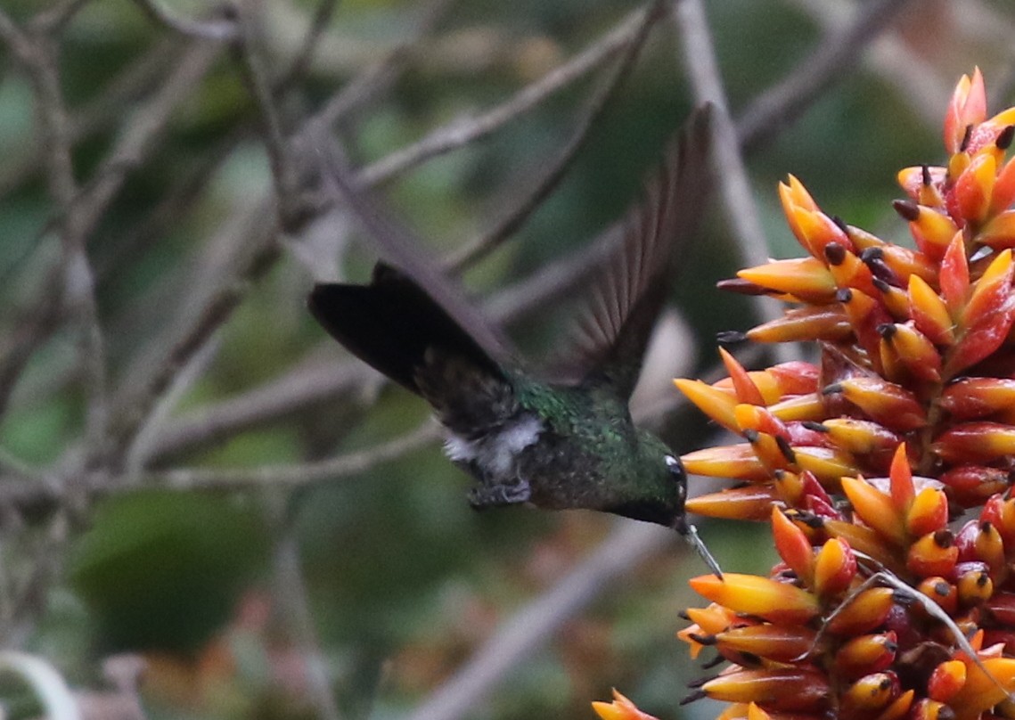 Tyrian Metaltail (Santa Marta) - ML617191426