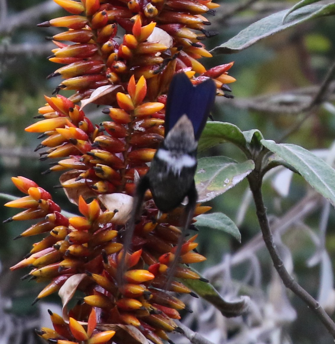 Tyrian Metaltail (Santa Marta) - ML617191428