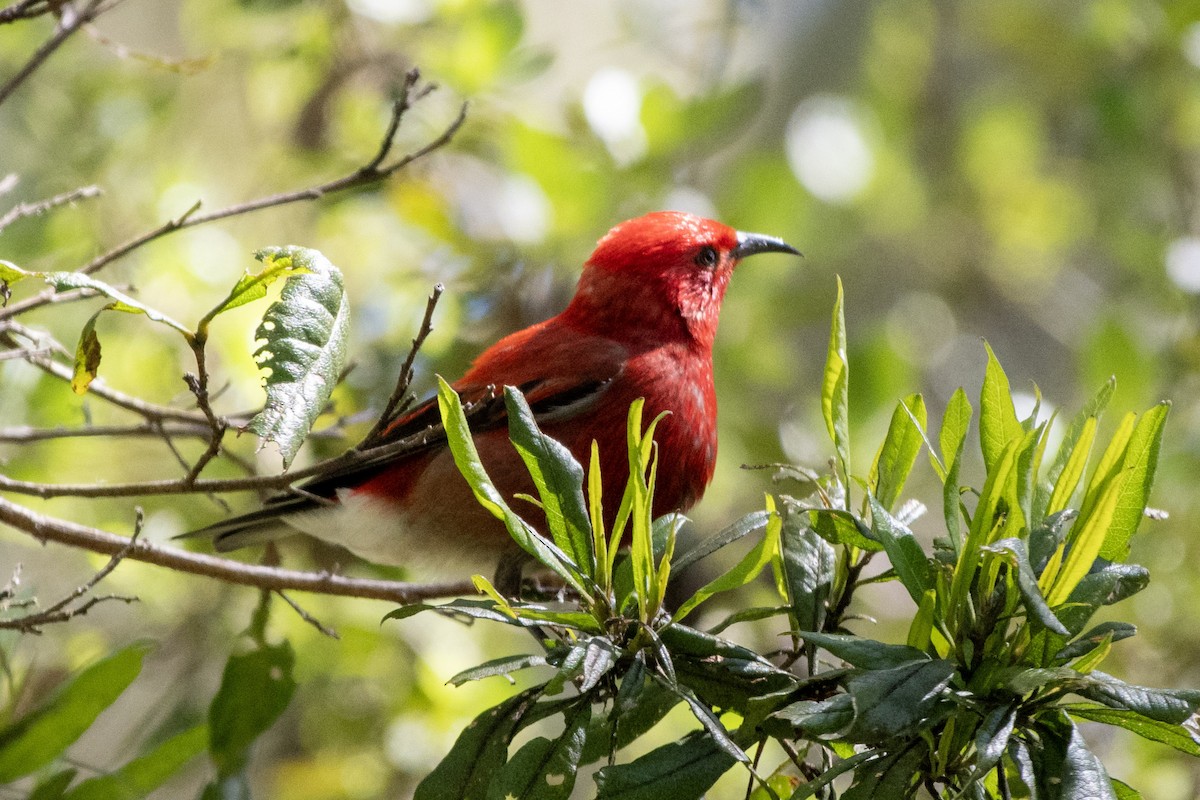 Apapanekleidervogel - ML617191430