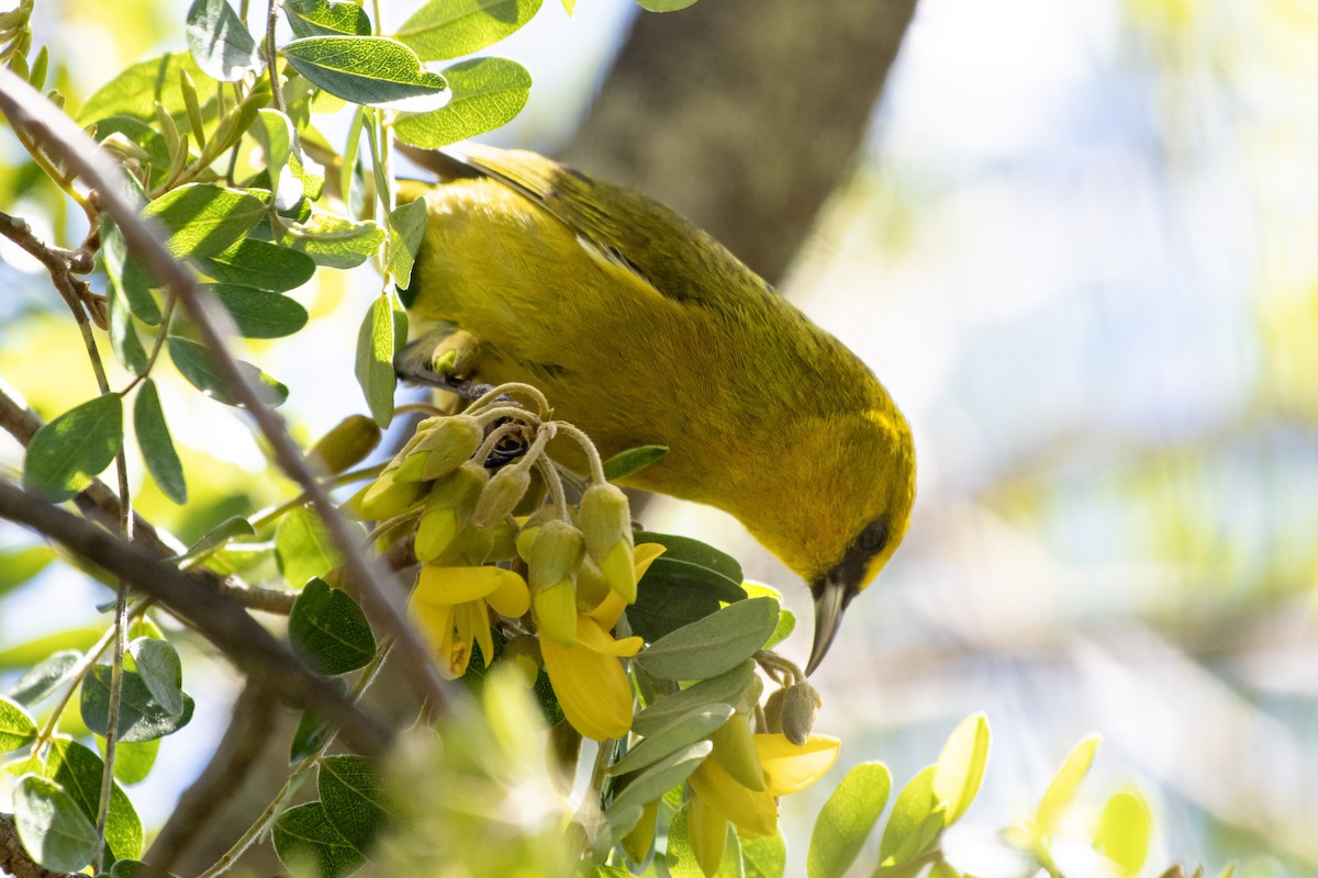 Hawaii-Amakihikleidervogel - ML617191434