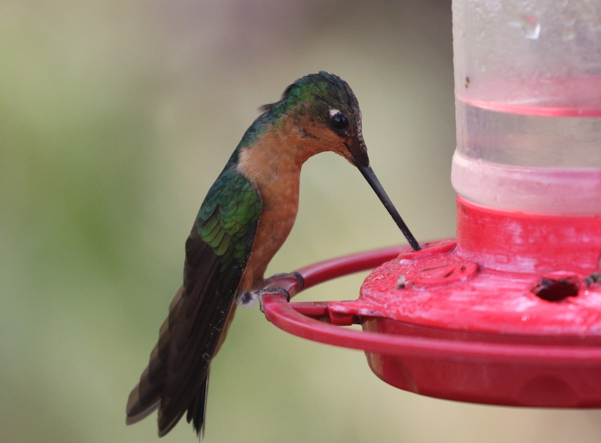 White-tailed Starfrontlet - Corey Callaghan