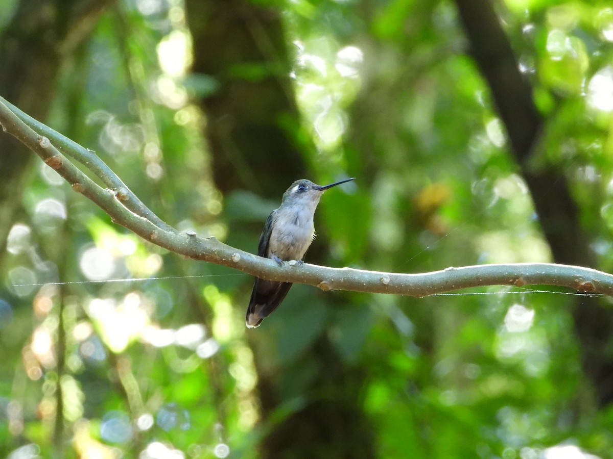 kolibřík paraguayský - ML617191568