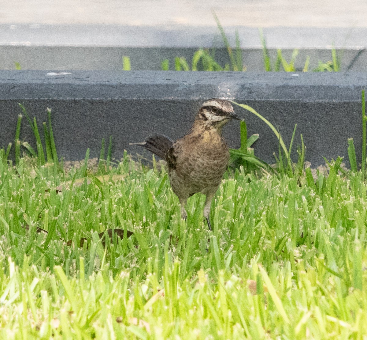 Long-tailed Mockingbird - ML617191626