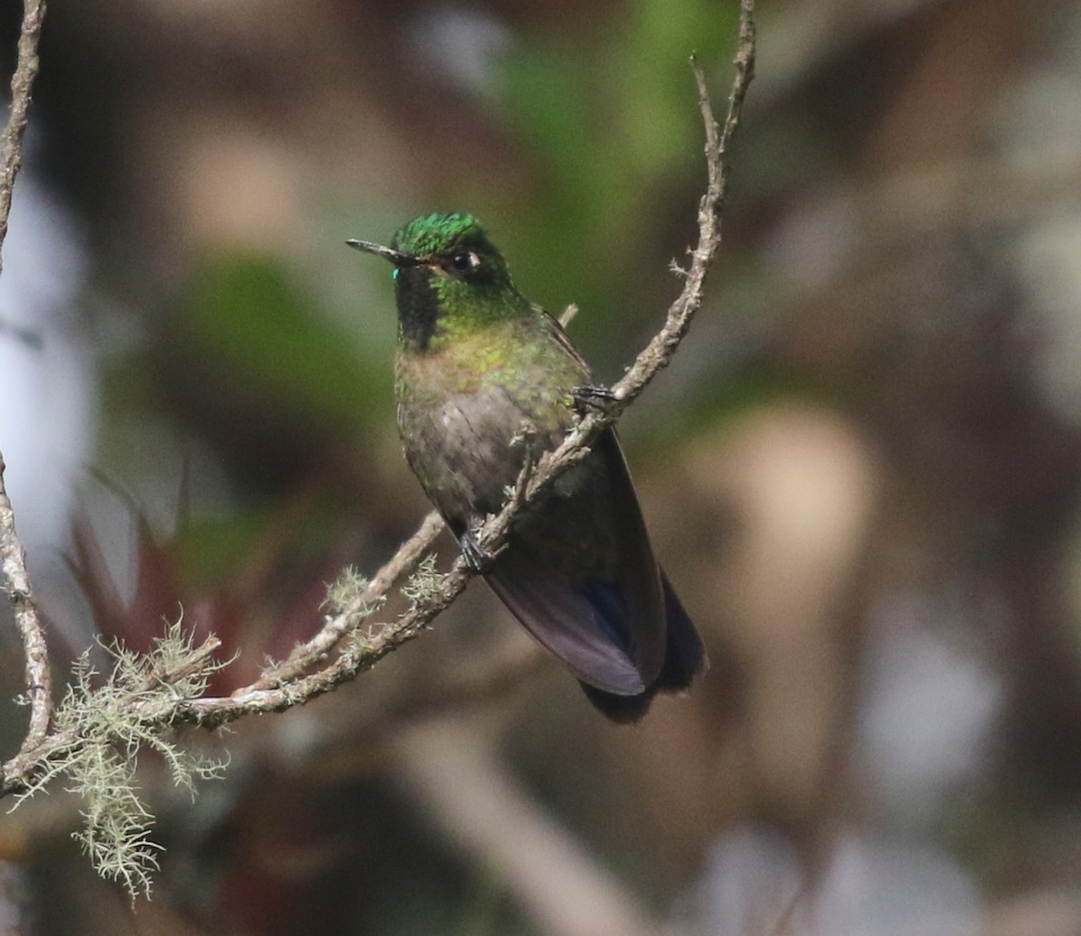 Tyrian Metaltail (Santa Marta) - ML617191628