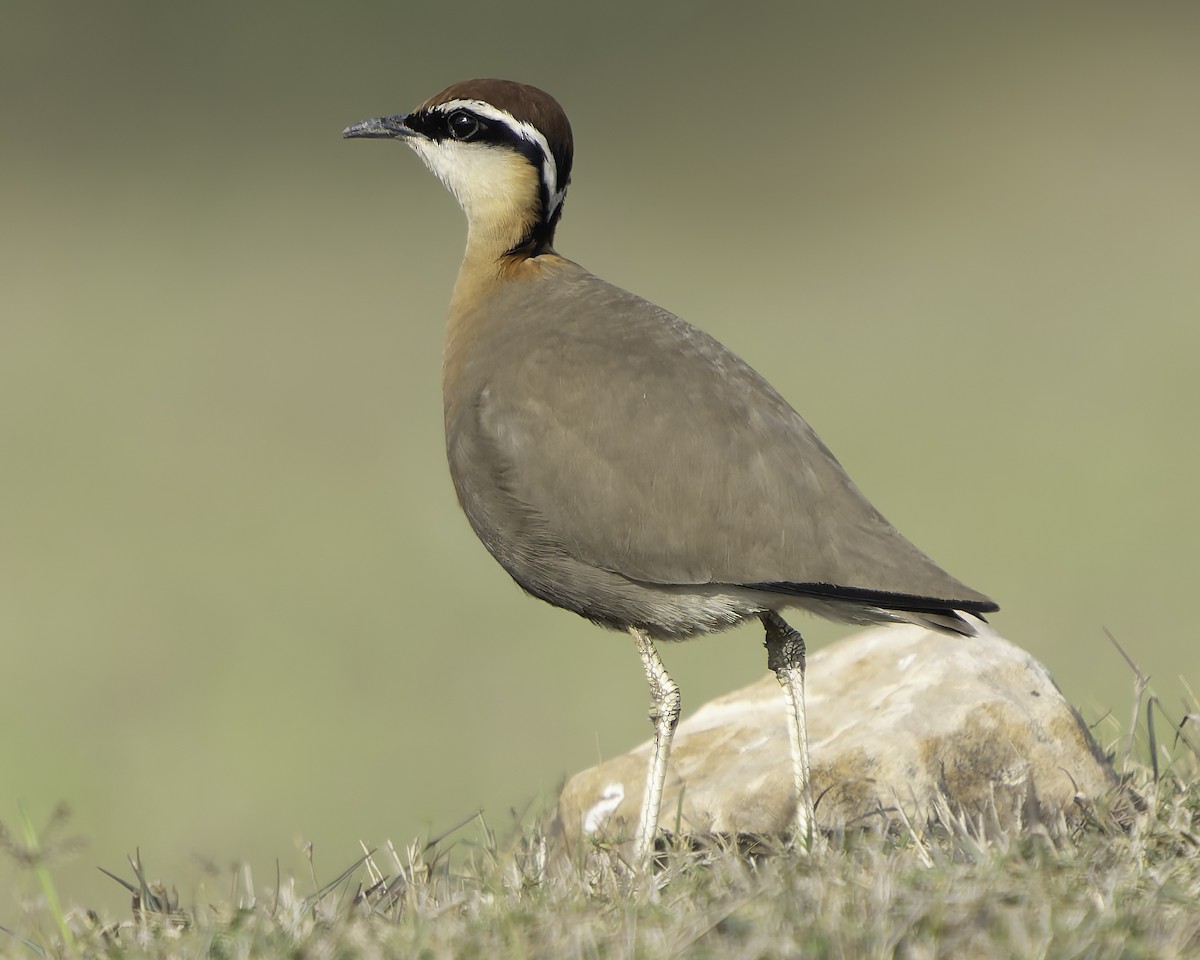 Indian Courser - ML617191636