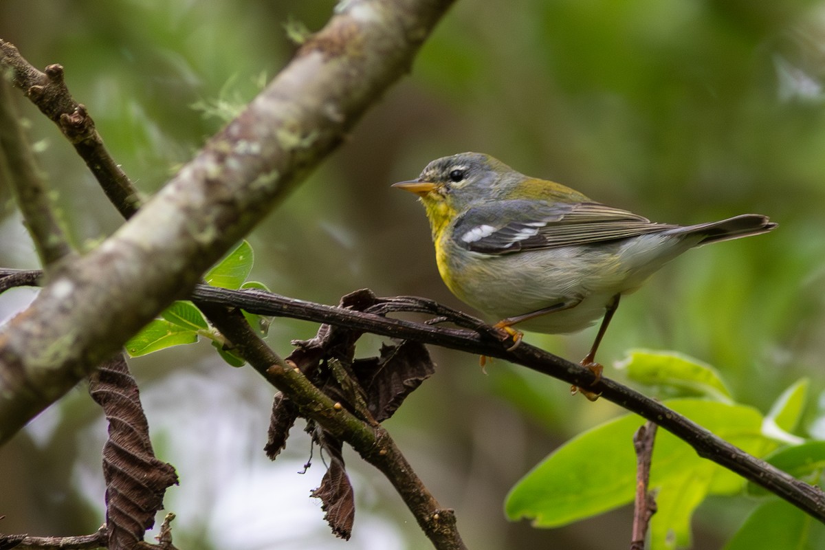 Northern Parula - ML617191640