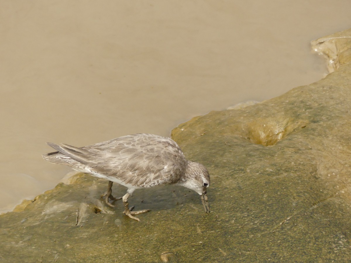 Red Knot - ML617191675