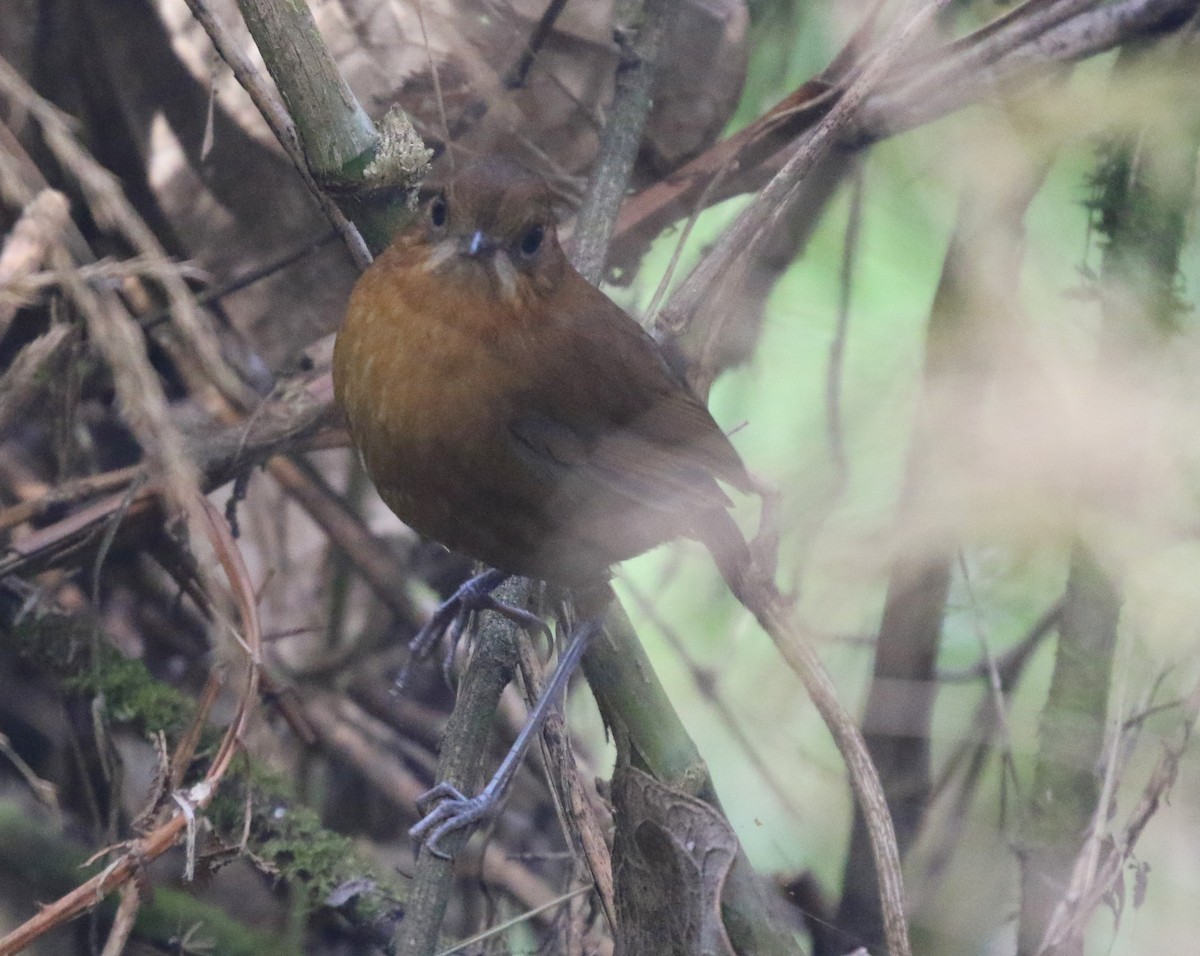 Sierra Nevada Antpitta - ML617191687