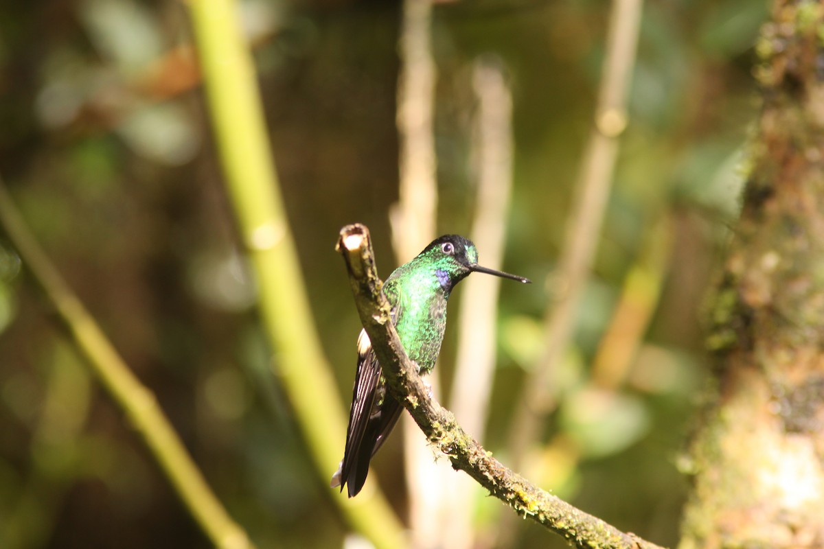 Buff-winged Starfrontlet - ML617191693