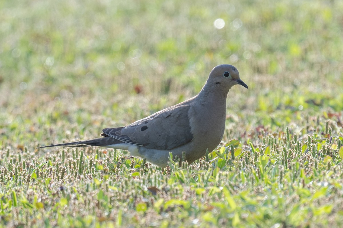 Mourning Dove - ML617191727