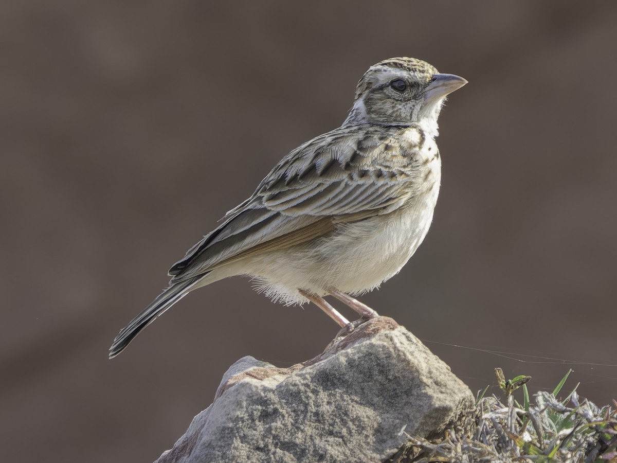 Indian Bushlark - Grant Price