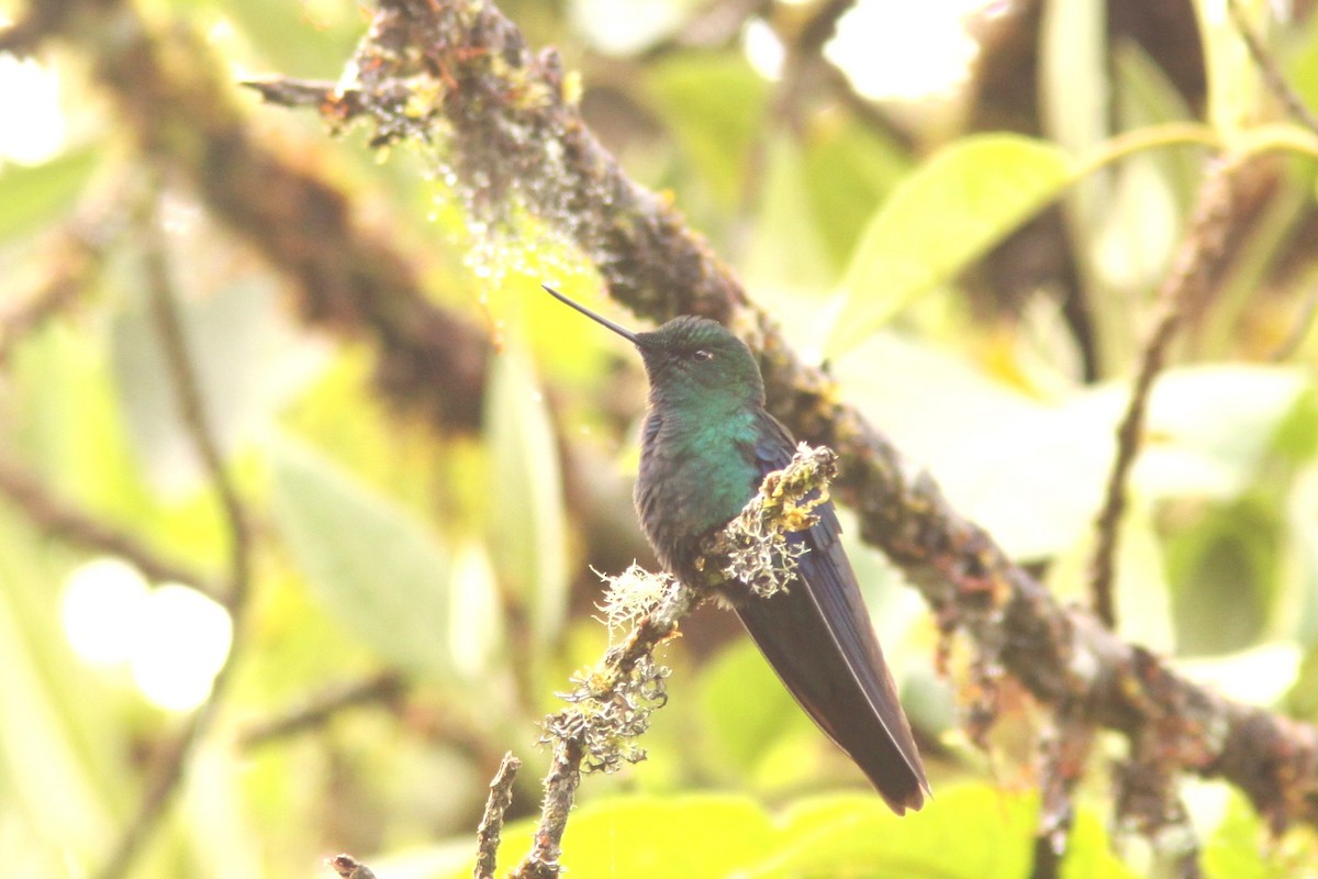 Colibri à ailes saphir - ML617191753