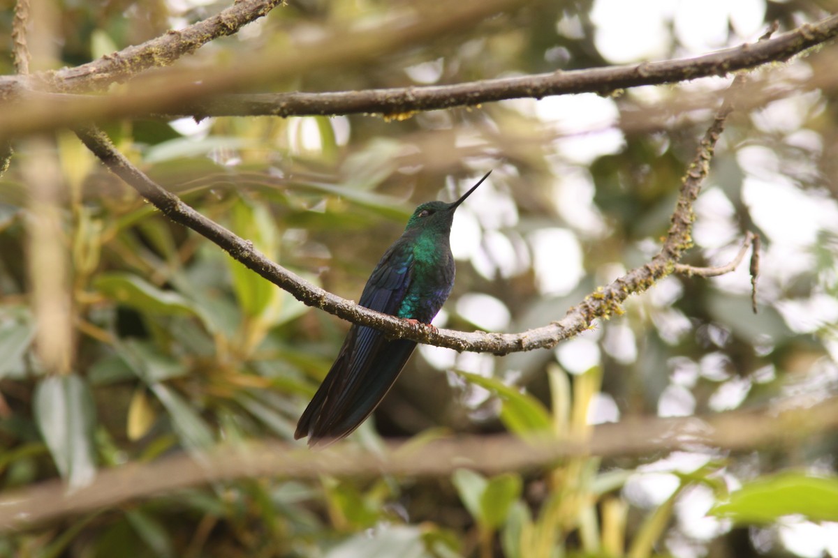kolibřík modrokřídlý - ML617191756