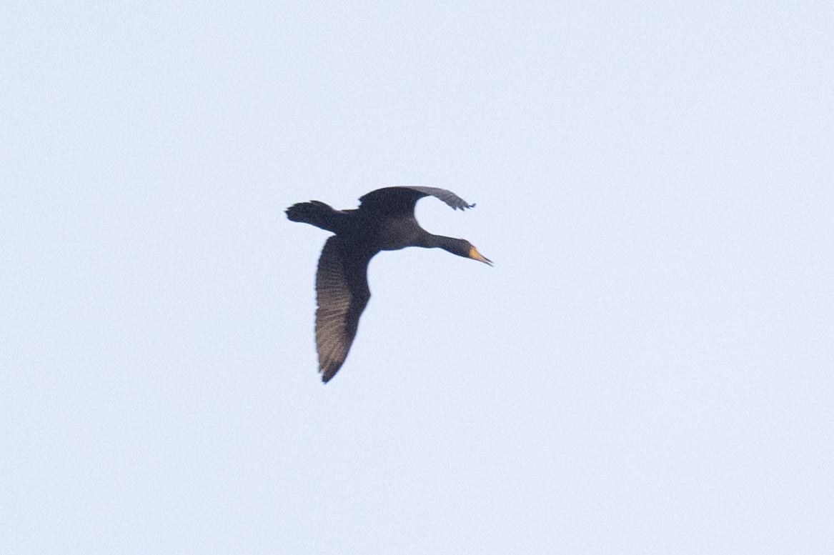 Double-crested Cormorant - ML617191761