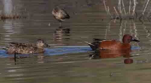 Cinnamon Teal - stevan brad