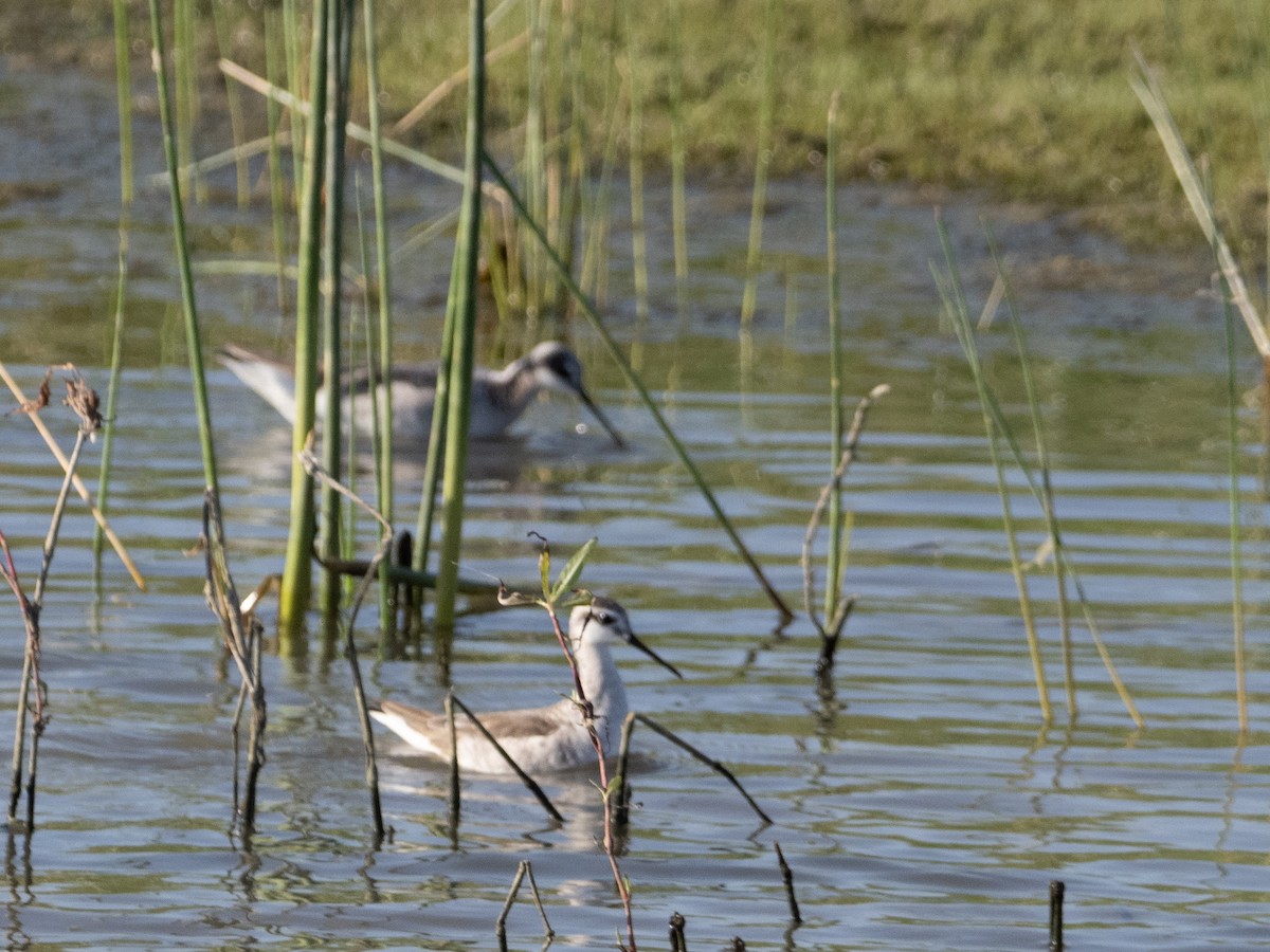 Wilson's Phalarope - ML617191808