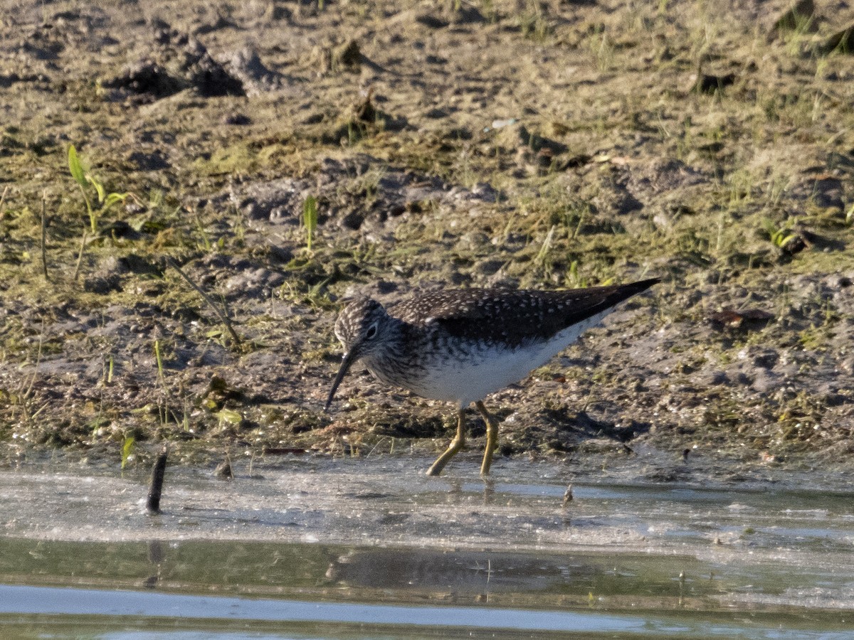 Solitary Sandpiper - ML617191820