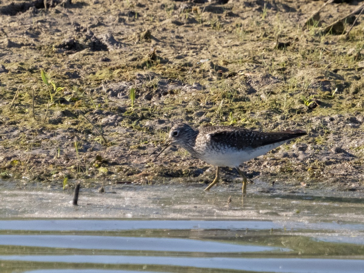 Solitary Sandpiper - Stephen Tarnowski