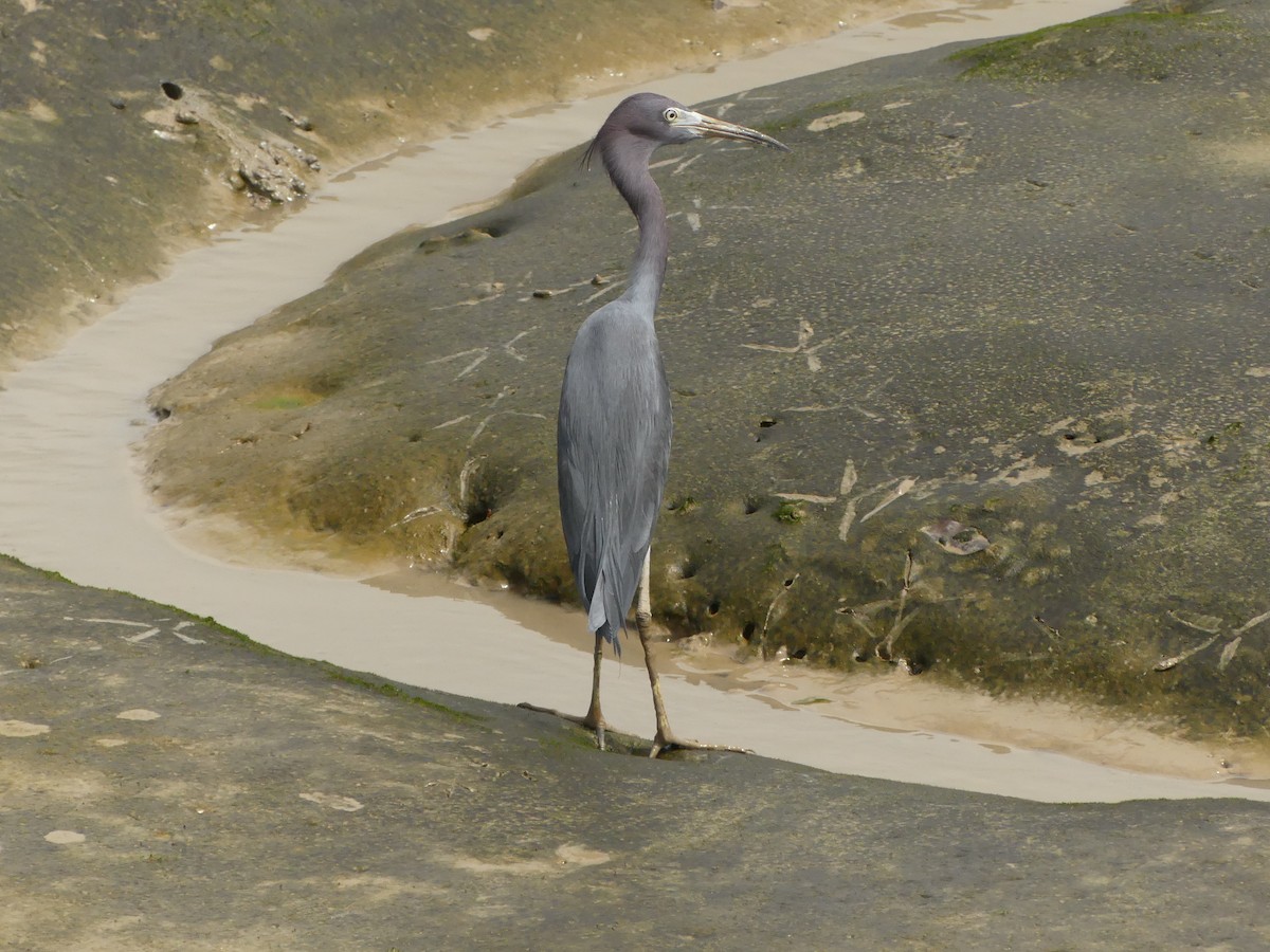 Little Blue Heron - ML617191843