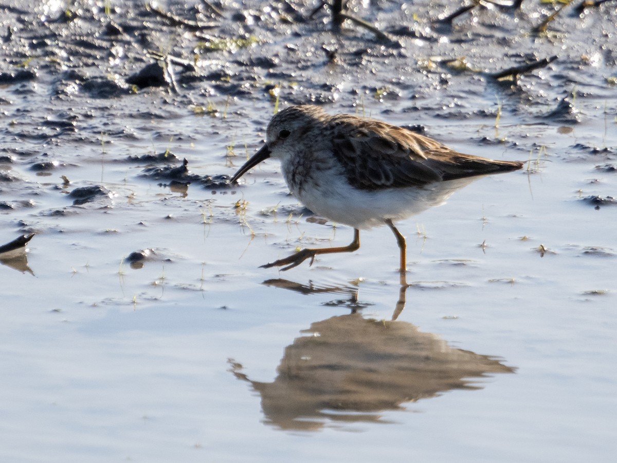 Least Sandpiper - ML617191858